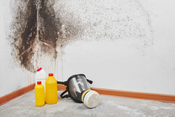 Best Toxic Mold Removal  in Forney, TX