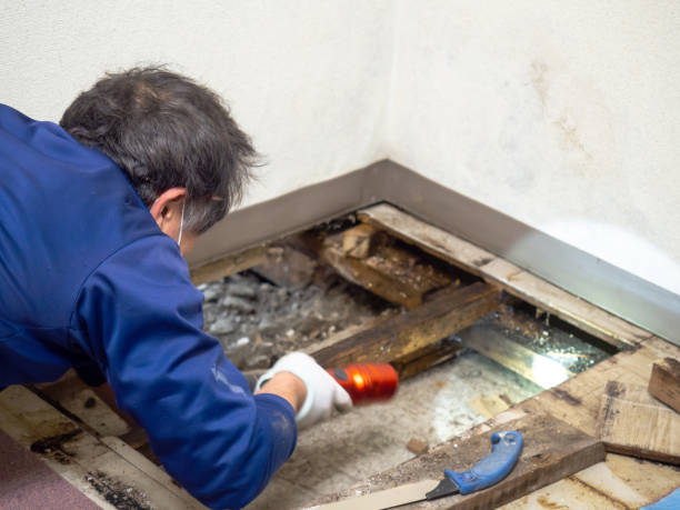 Mold Testing and Removal in Forney, TX