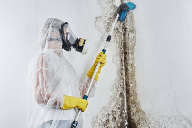 Best Certified Mold Removal  in Forney, TX