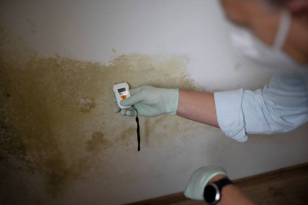 Best Mold Damage Repair  in Forney, TX