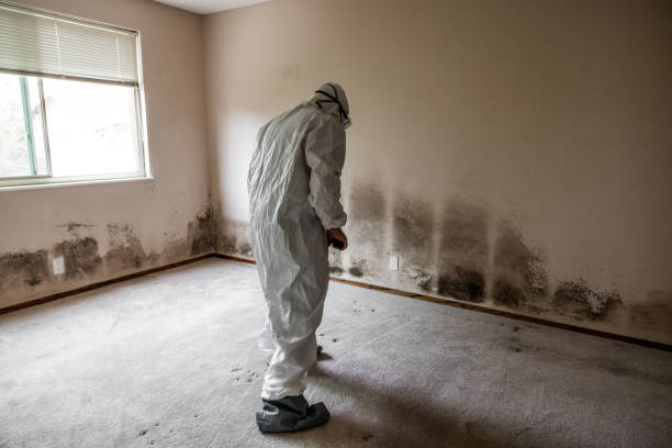  Forney, TX Mold Removal Pros